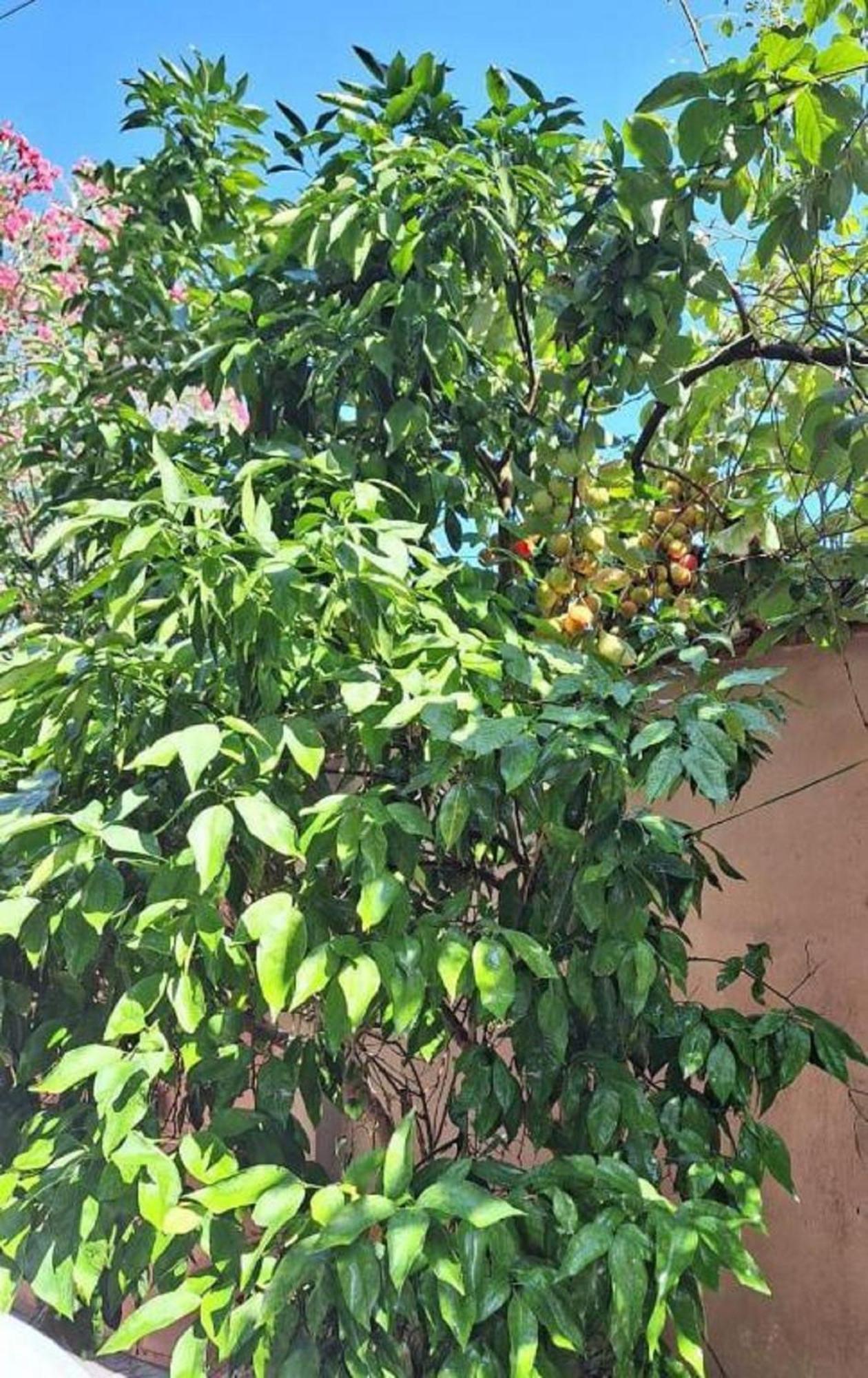 Flowers Guesthouse تيرانا المظهر الخارجي الصورة